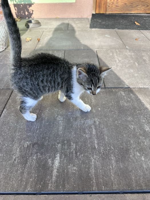 Kotek przybłęda do oddania