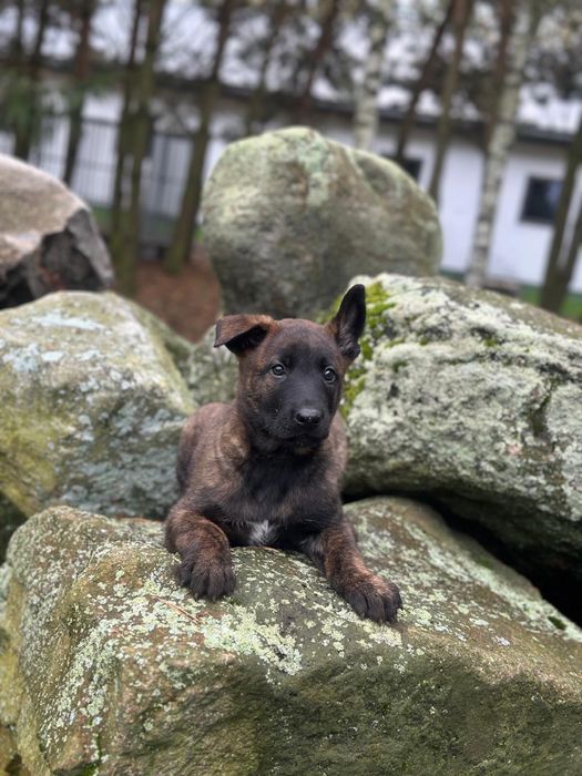 Owczarek belgijski malinois