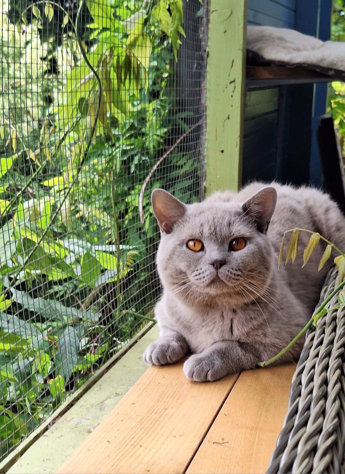 Liliowy kocurek z legalnej hodowl