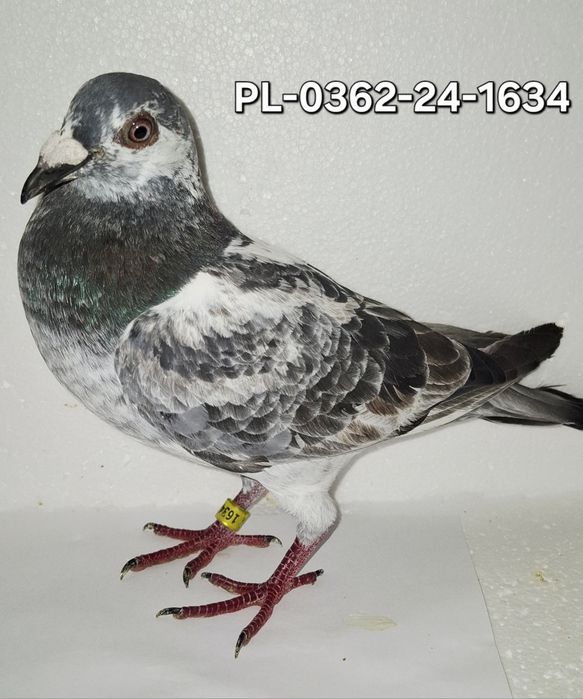 Gołąb pocztowy Samica Artur Frackowiak,, Super Top,, 474,,