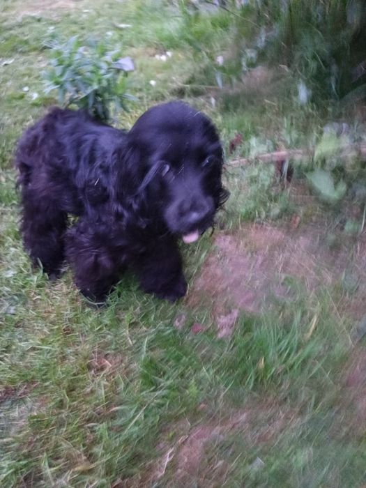 Продам Англійського Кокер Спаніеля