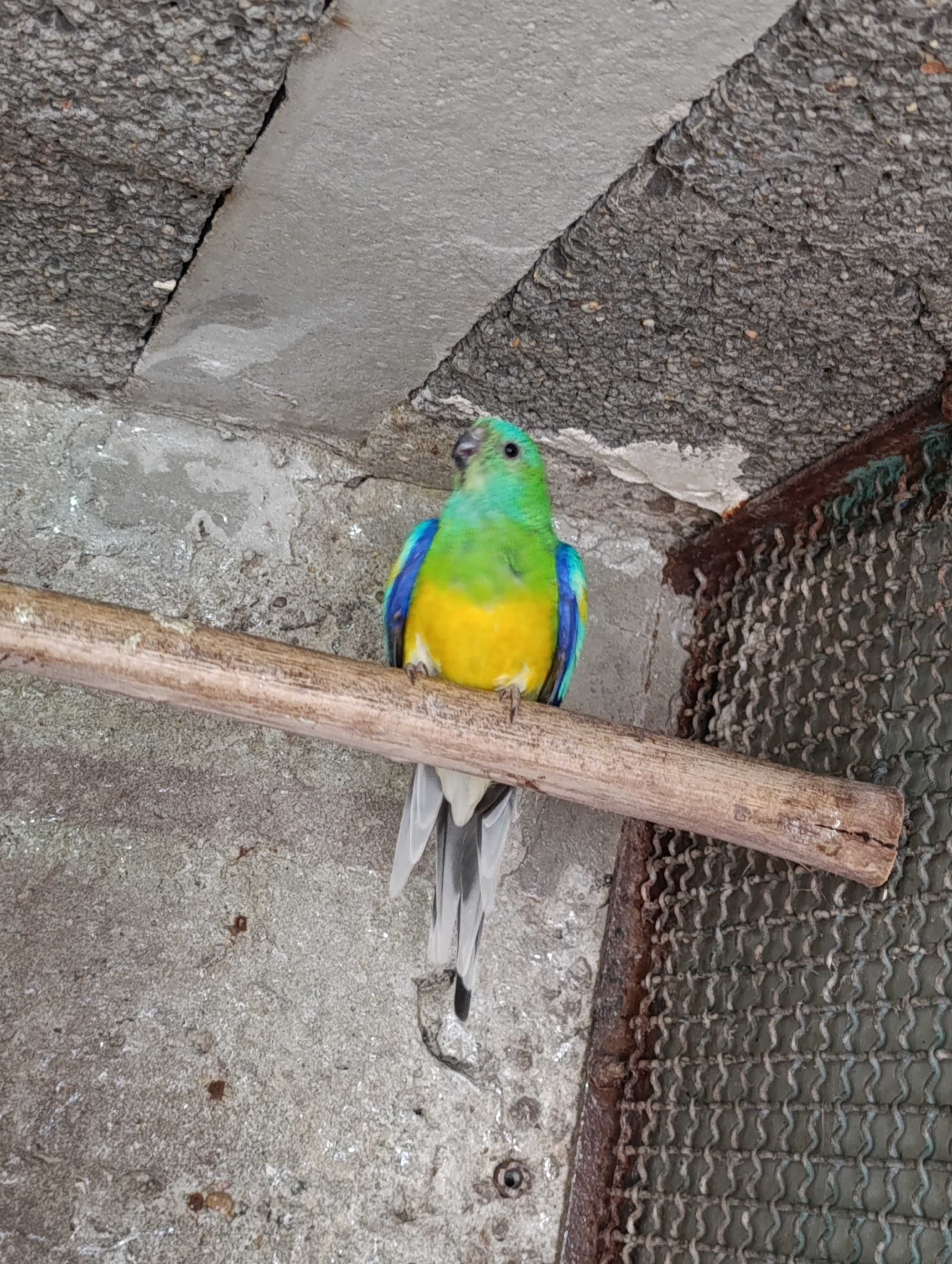 Canários e outras aves