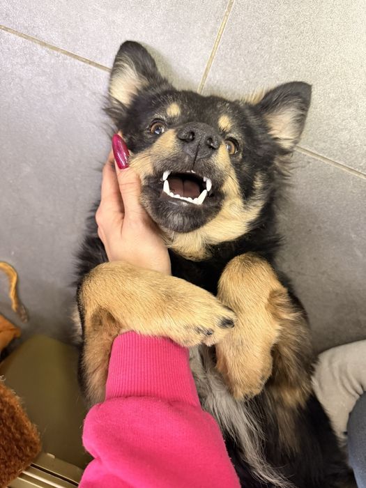 Отдам щенка в добрые руки