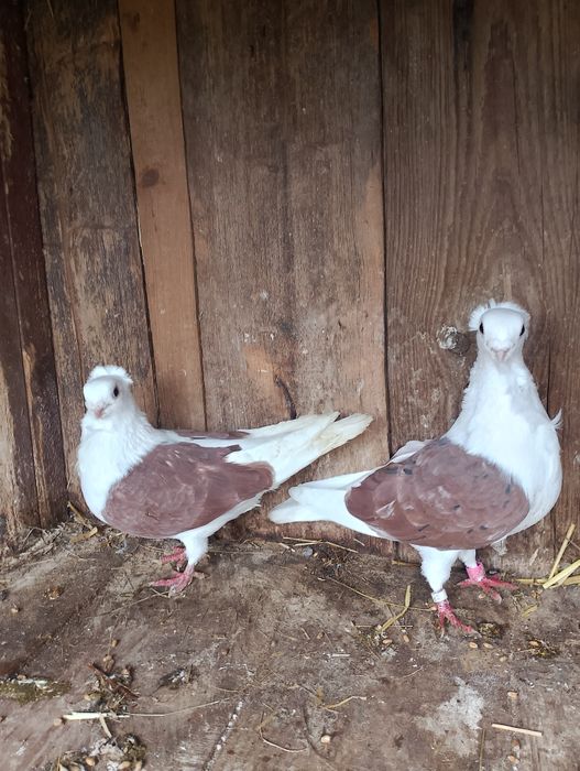 Sprzedam gołębie mewki