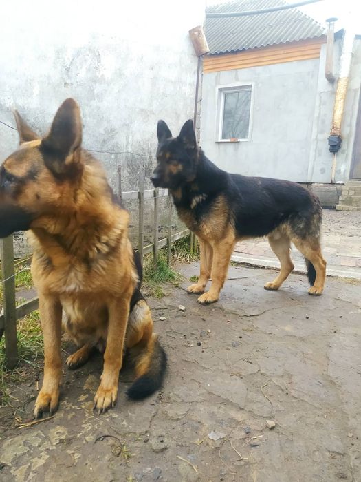 Цуценята німецької вівчарки
