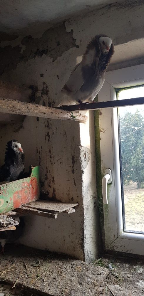 Golebie ozdobne, kapucyny stawiaki, z kreconymi piorami