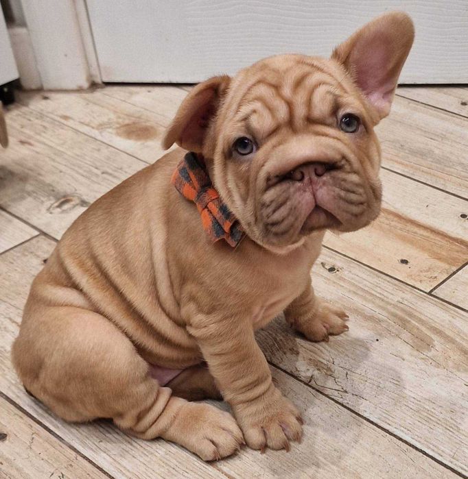 Біг роп! Щенята французского бульдога big rope