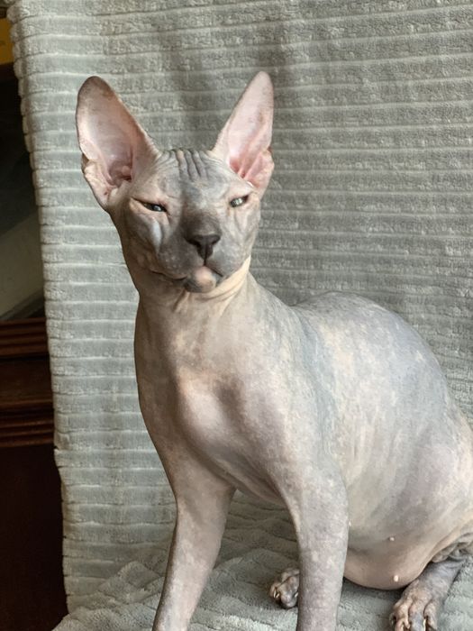 Девочка донского сфинкса