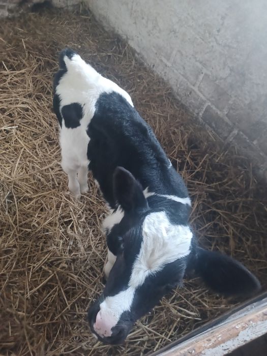 Cielak byczek od rolnika z własnej hodowli