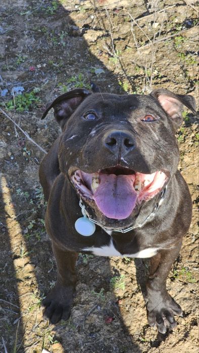 собака породи питбуль