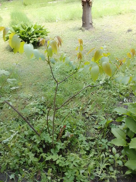 Грецький горіх. Три річний