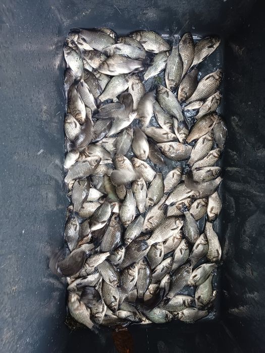 KARAŚ narybek srebrny japoniec zarybieniowy