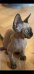 Devon rex, kocurek ,Fpl