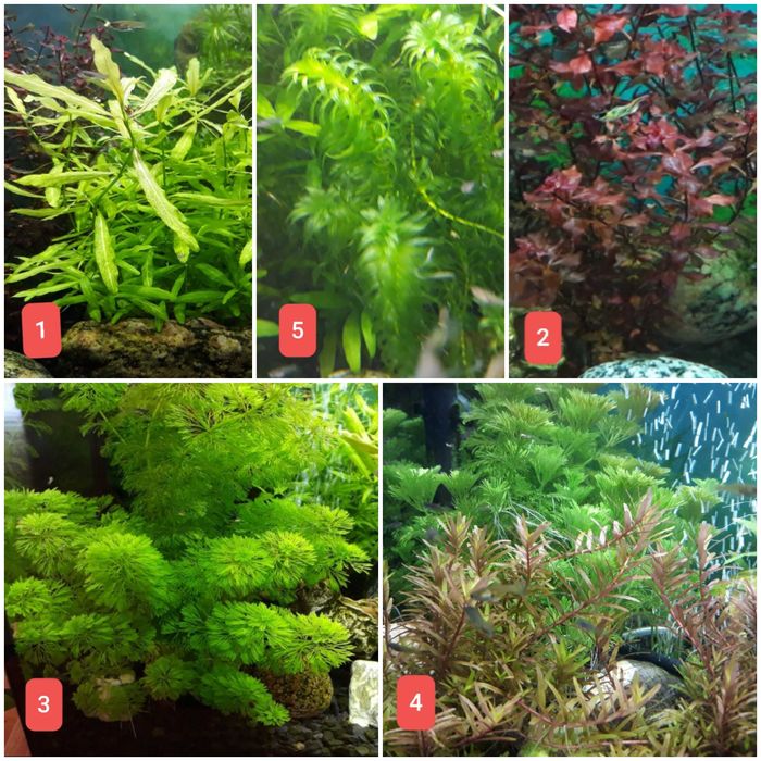 Roślina akwariowa Limnophila Sessiliflora