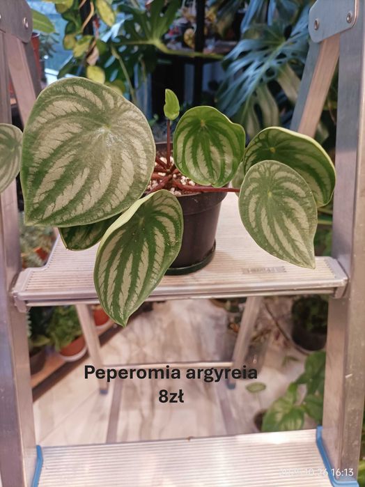 Begonia, Syngonium, Peperomia