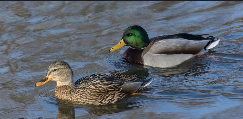 Dzikie kaczki- oswojone