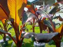 Bananowiec abisyński Ensete ventricosum maurelli