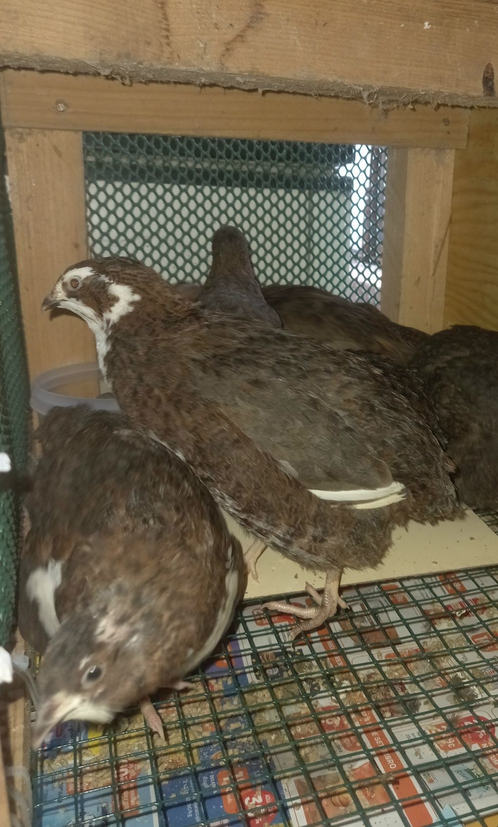 Ovos de Codornizes Gigantes Galados (várias mutações)