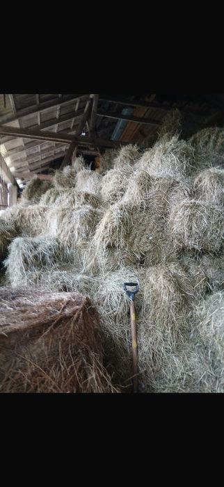 Siano suche mała kostka