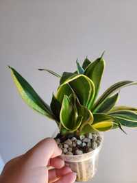 Sansevieria Hahnii