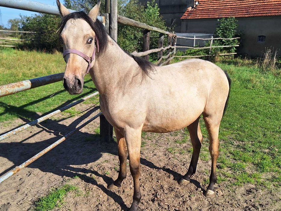 ogierek jelenio-tarantowaty rasa PKS półtoraroczny