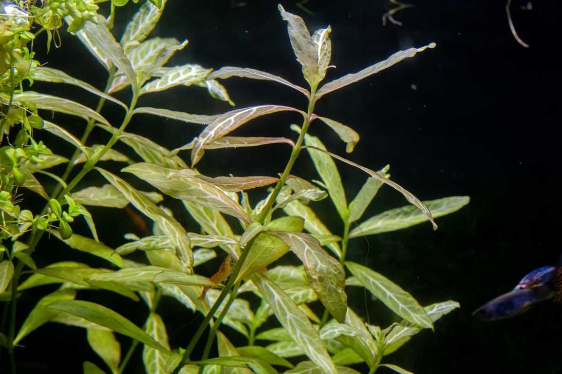 Hygrophila Rosanerwig sadzonka łodygowa łatwa wysoka roślina akwariowa