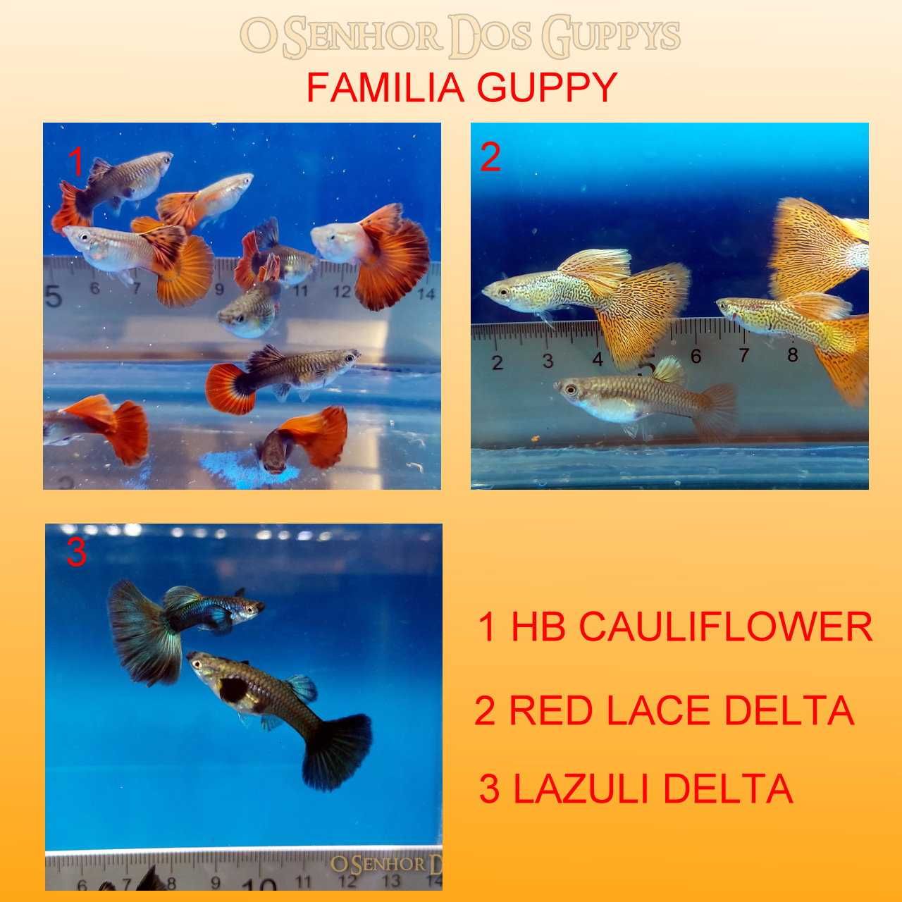 Guppys importados em pares