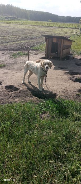 Віддамо грайливих собачок