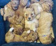Cavapoo wolne szczenię!
