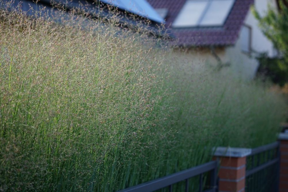 Proso rózgowate 'Hanse Herms' (Panicum virgatum)