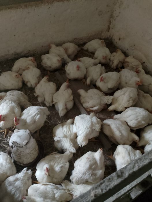 Kurczaki z własnego gospodarstwa