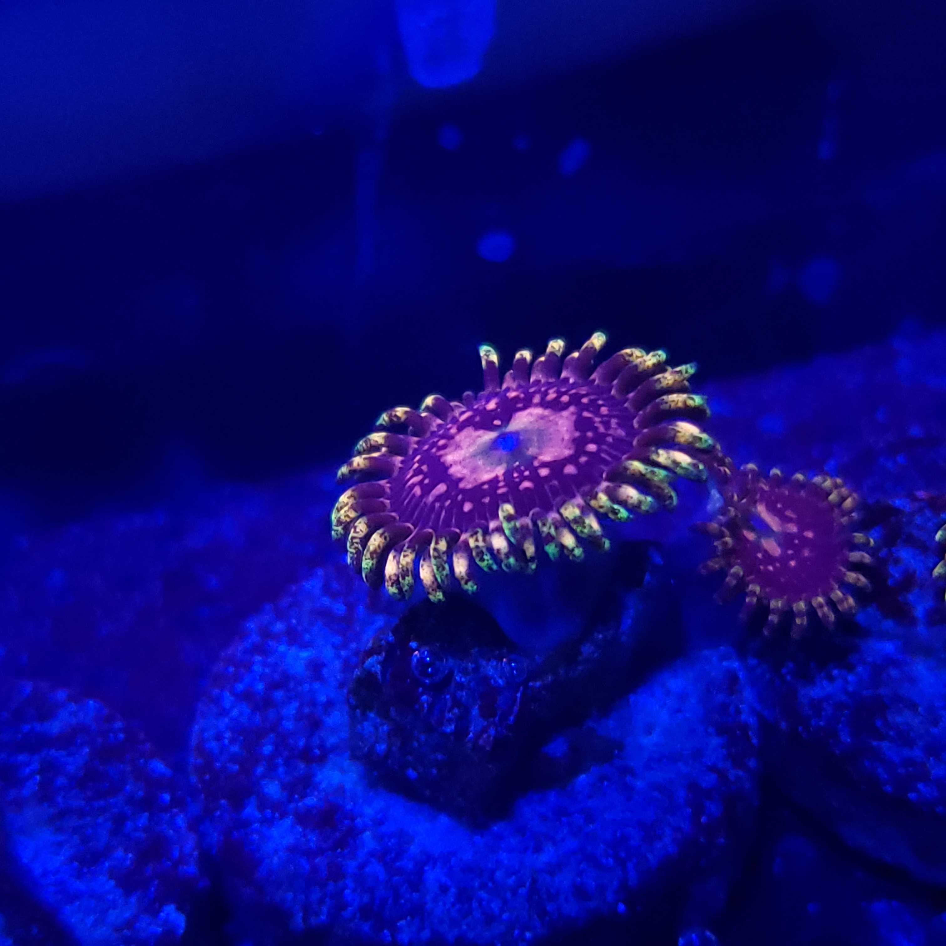 akwarium morskie Zoa Premium Space Chaos