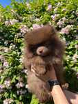 Piesek szpic miniaturowy (pomeranian