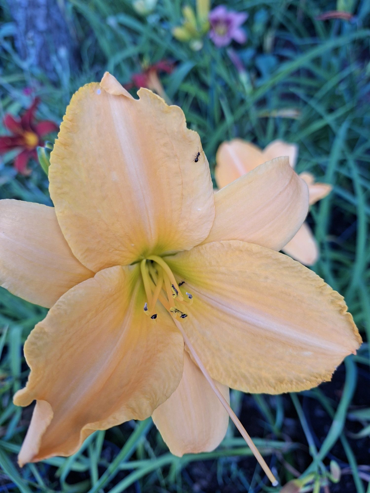 Liliowiec sadzonka