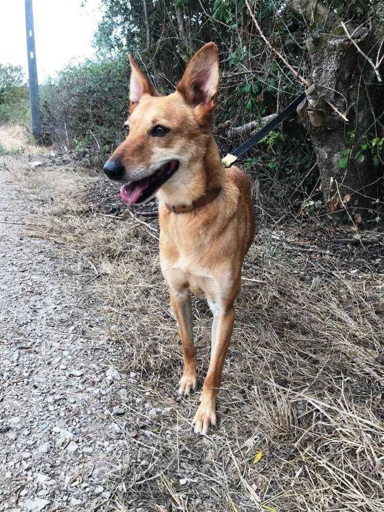 André - cão médio para adoção