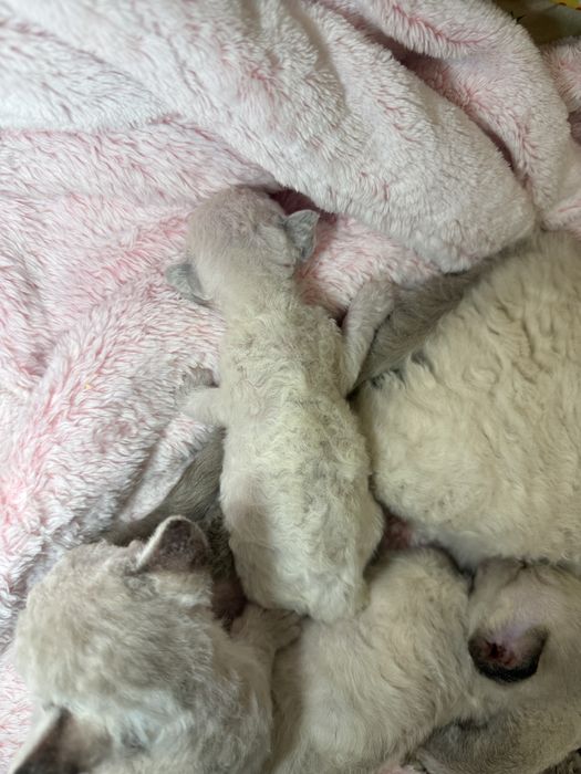 Красивые котята в любящую семью