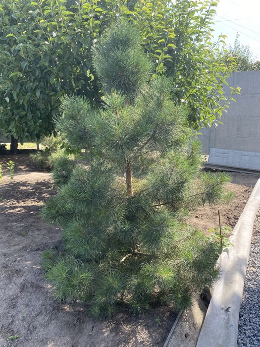 Сосны крымские пинцерованые