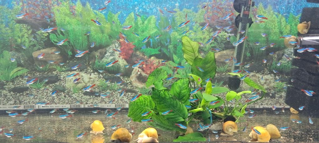 Рибки в акваріум гуппі, меченосець, молінезія, даніо,тернеція, пецилія