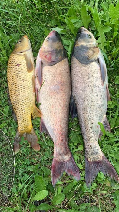 Відпочинкова база, платна риболовля, довгострокова оренда бізнесу