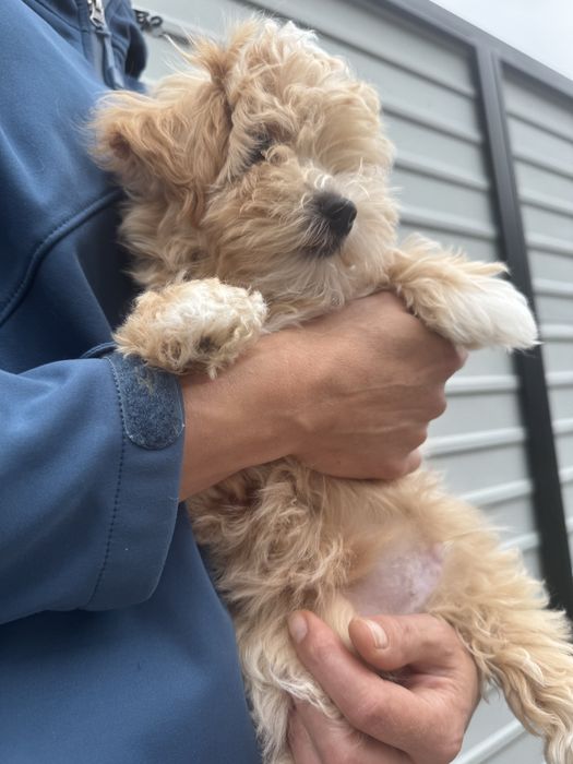 Мальтіпу ф1, пухнастик