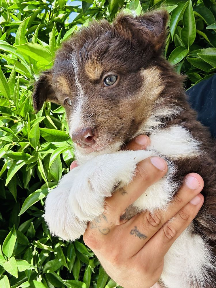 Menina border collie chocolate tricolor