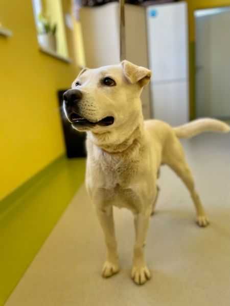 Orion- pies w typie labradora do adopcji