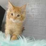 Maine Coon kocurek