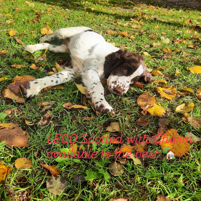 springer spaniel angielski - LEGO dostępny chłopiec wątrobiano biały