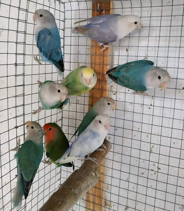 Aves Rosicollis 2022