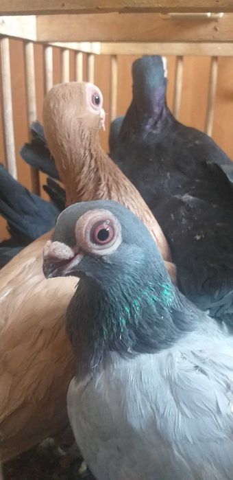 Brodawczaki sprzedam