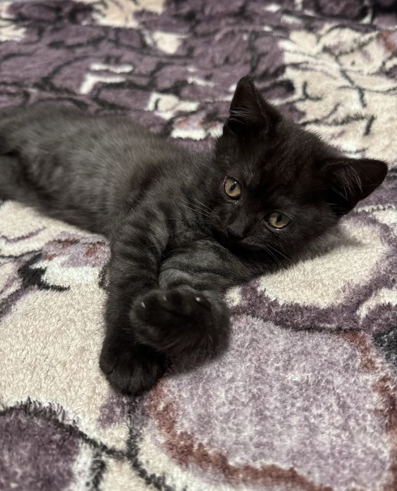 Чистокровні кошенята Шотландської породи (Фолд та Страйт)