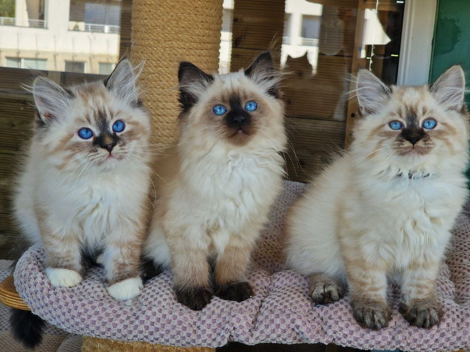 Twoje Marzenie o Kocie – Neva Masquerade z Hodowli Kocia Osada*PL