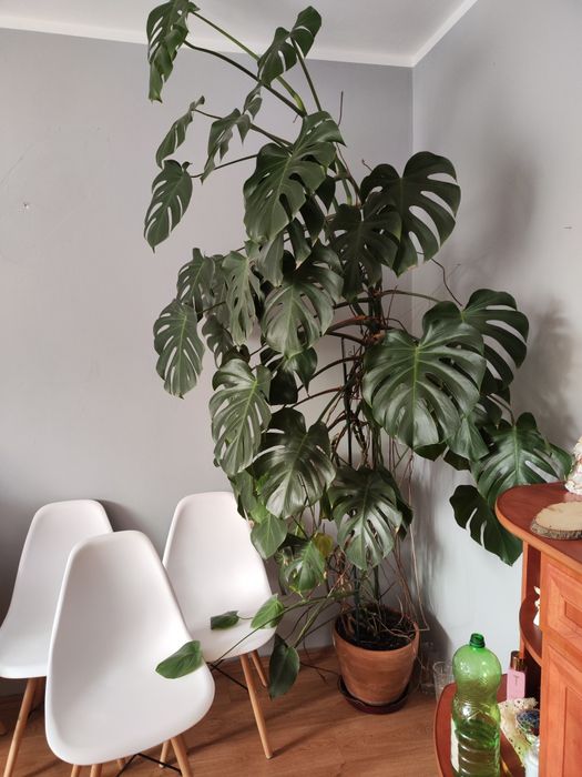 Monstera kwiat ozdobny