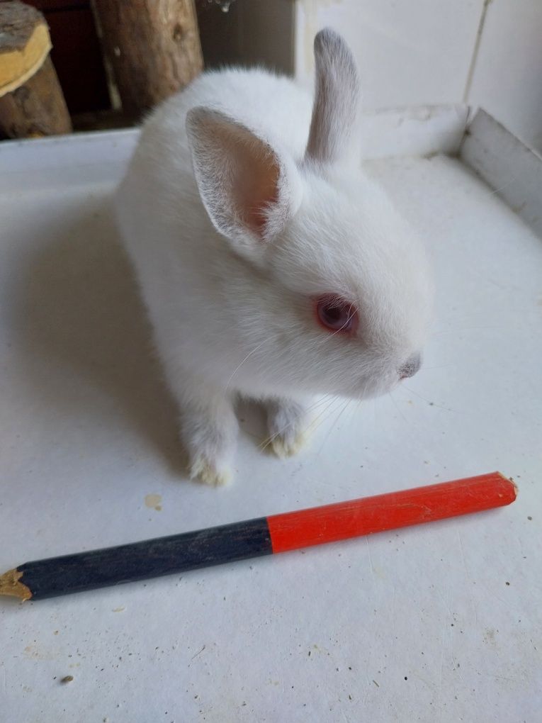 Coelhos anões cabeca de leão  /minilop/nederland dwarf